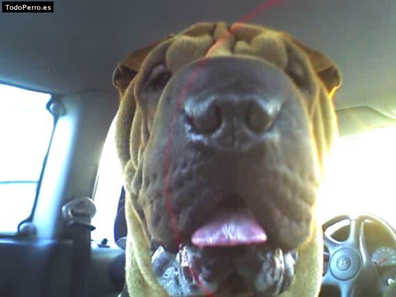 La foto del perro