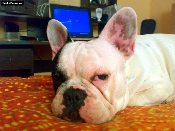 La foto del perro