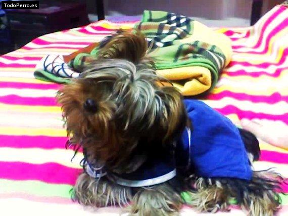 La foto del perro