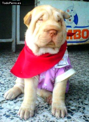 La foto del perro
