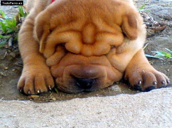 La foto del perro