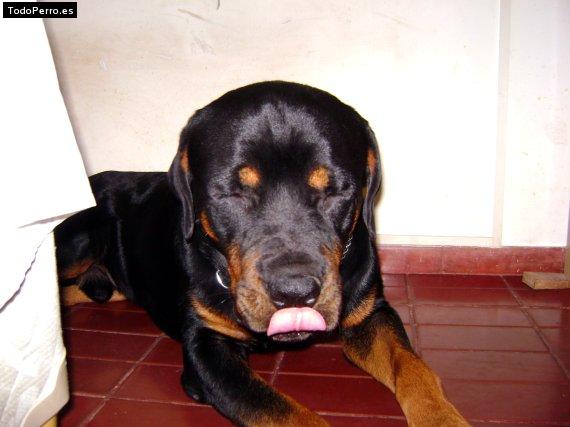 La foto del perro