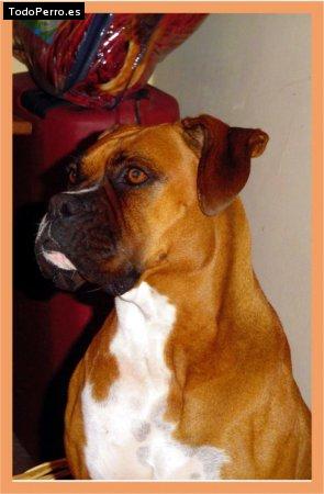 Foto del perro Miel