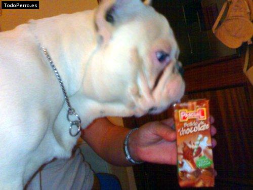 La foto del perro