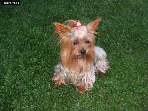 La foto del perro