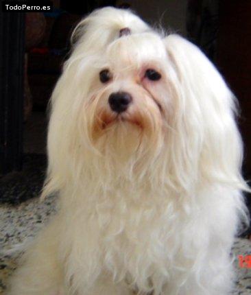 La foto del perro