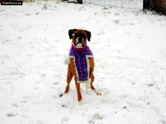 La foto del perro