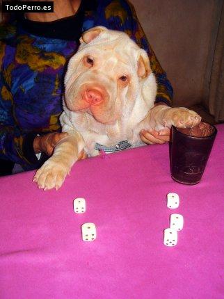 La foto del perro