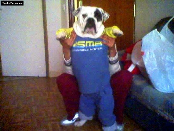 La foto del perro