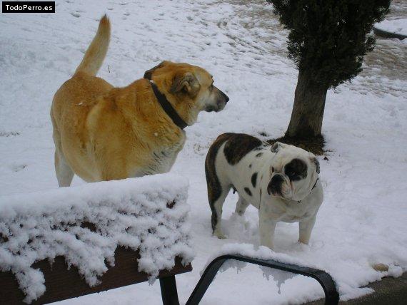 La foto del perro