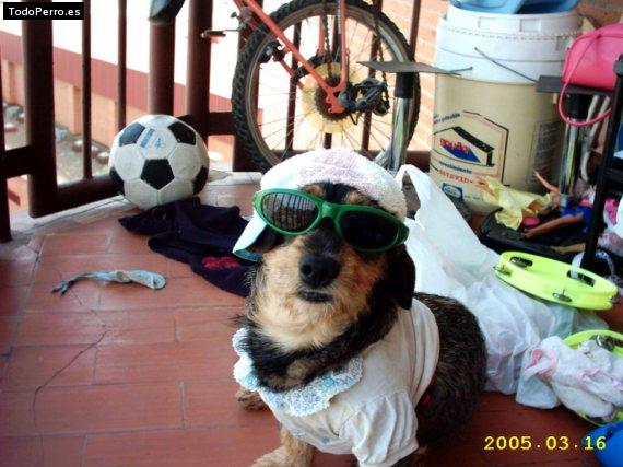 La foto del perro