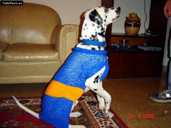 La foto del perro