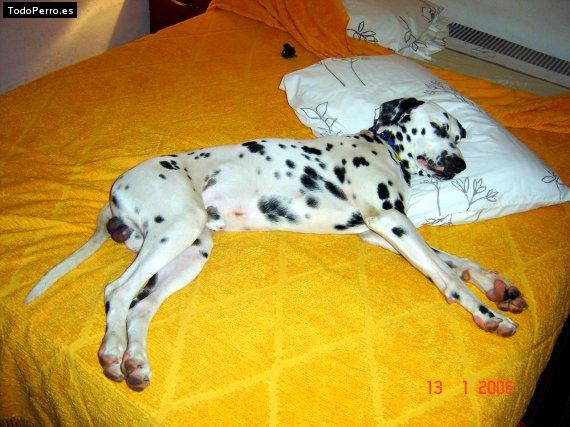 La foto del perro