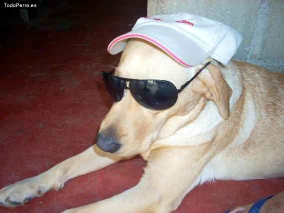 La foto del perro