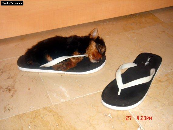 La foto del perro