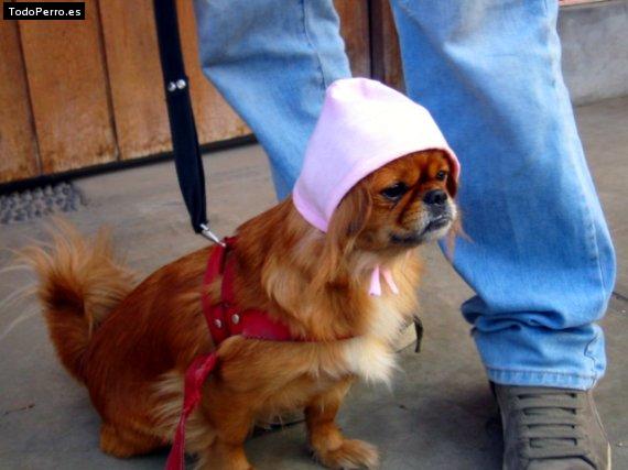 La foto del perro