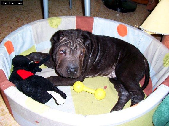 La foto del perro