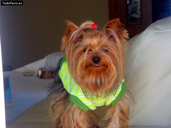La foto del perro