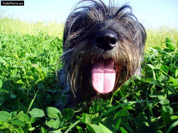 La foto del perro