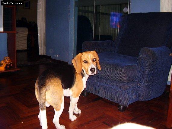 La foto del perro