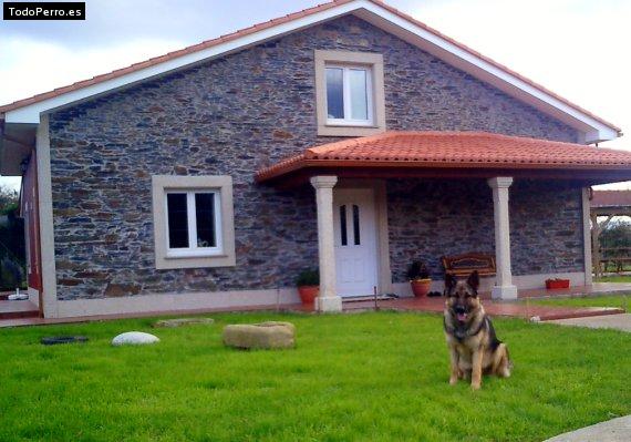 La foto del perro