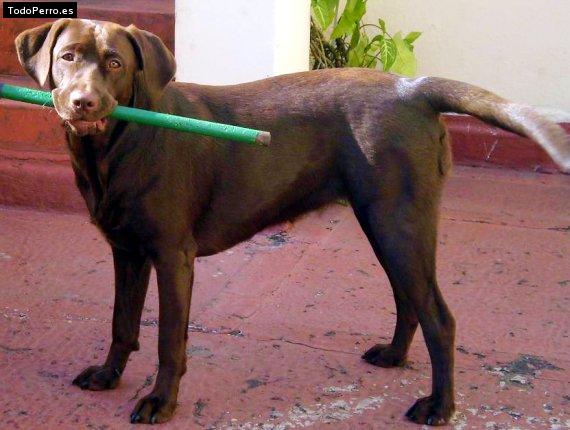 La foto del perro
