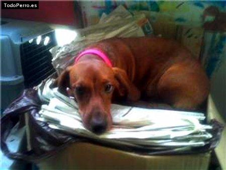 La foto del perro