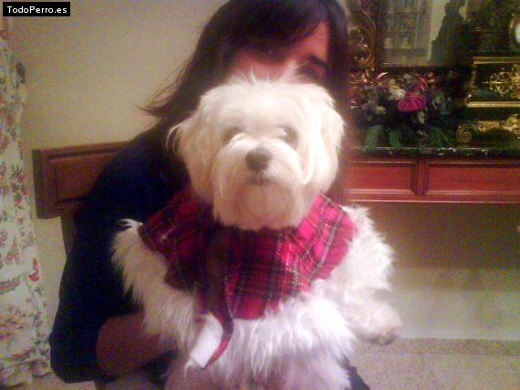 La foto del perro
