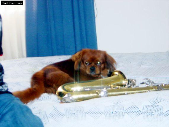La foto del perro