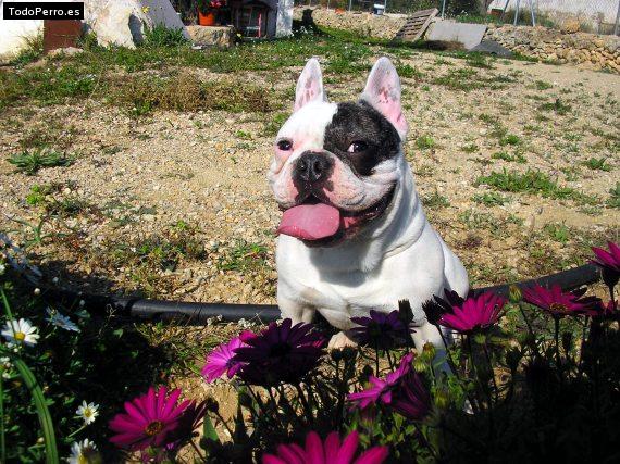 La foto del perro