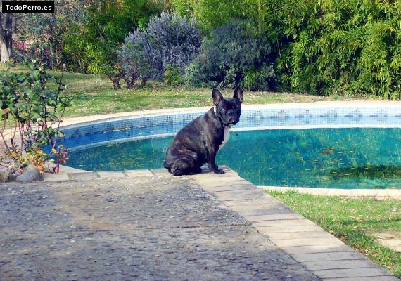 La foto del perro