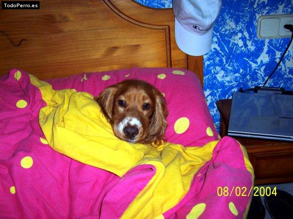 La foto del perro