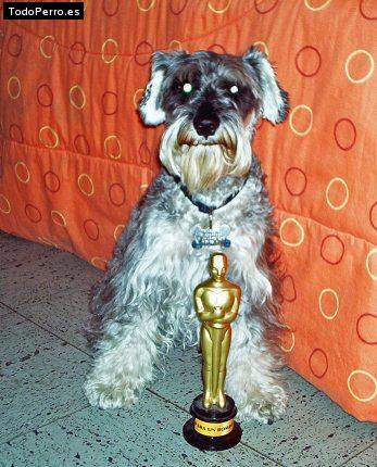 La foto del perro