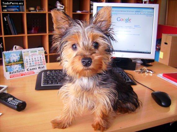 La foto del perro