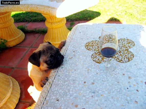 La foto del perro