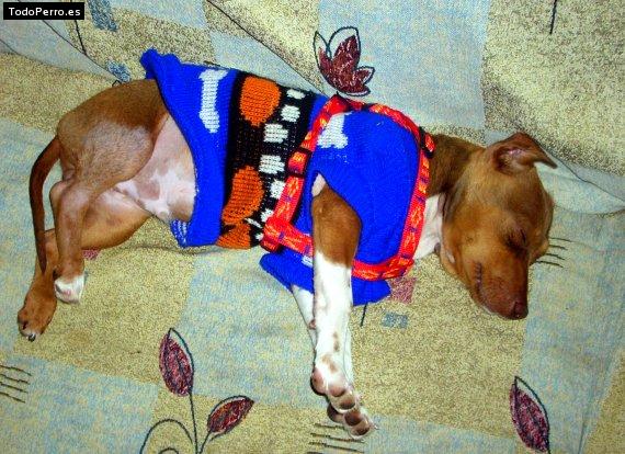 La foto del perro
