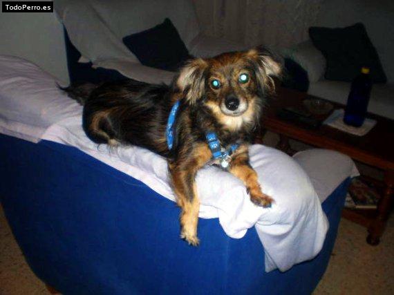 La foto del perro