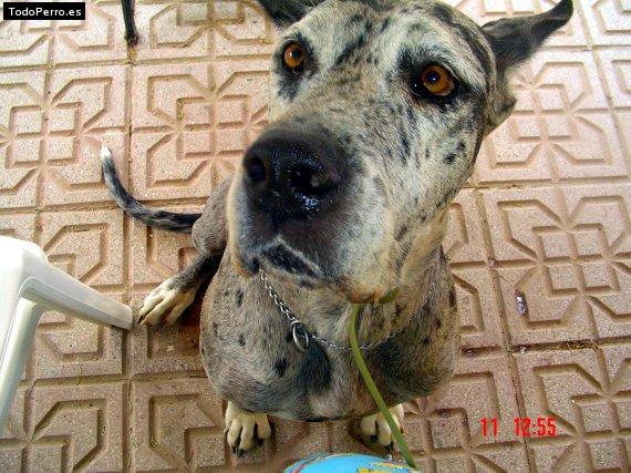 La foto del perro