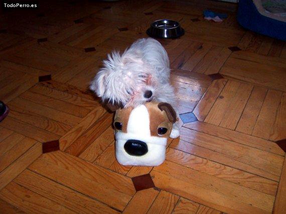 La foto del perro
