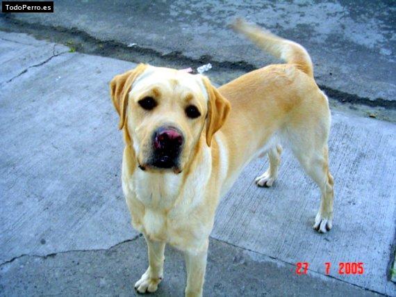 La foto del perro