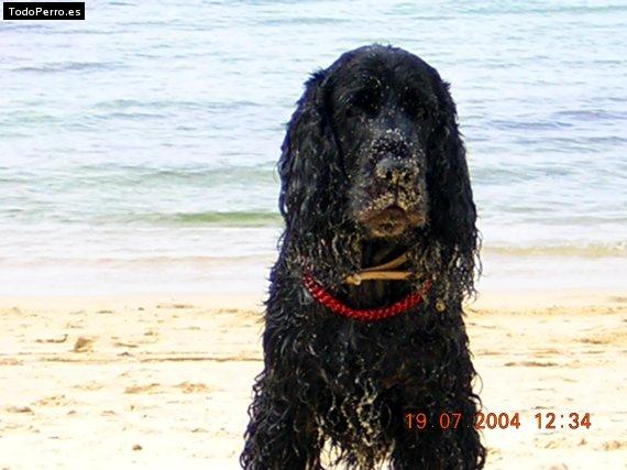 La foto del perro