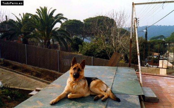 La foto del perro