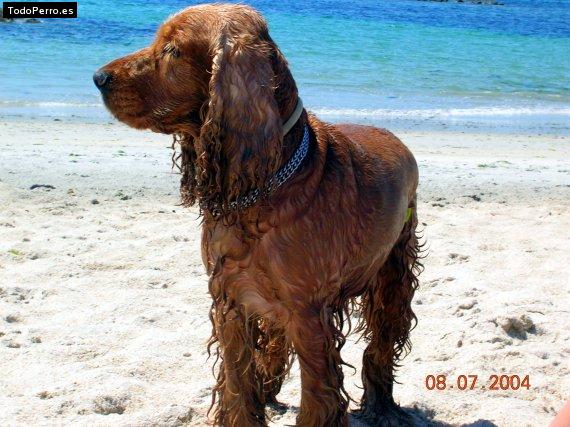 La foto del perro