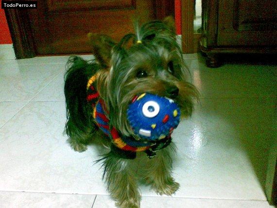 La foto del perro