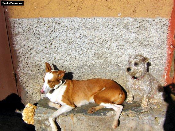 La foto del perro