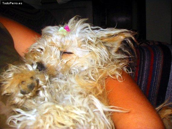 La foto del perro