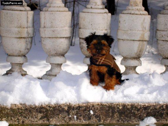 La foto del perro