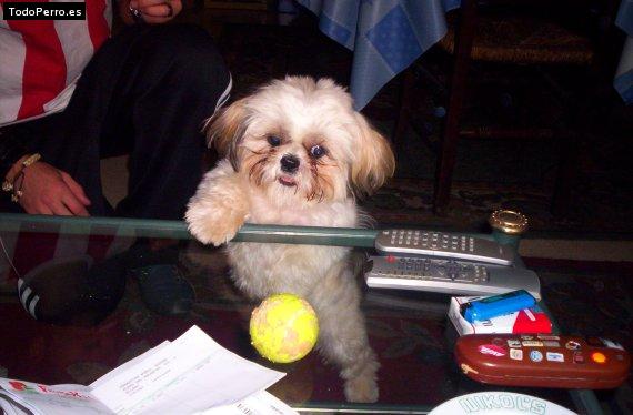 La foto del perro