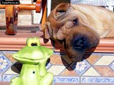 La foto del perro