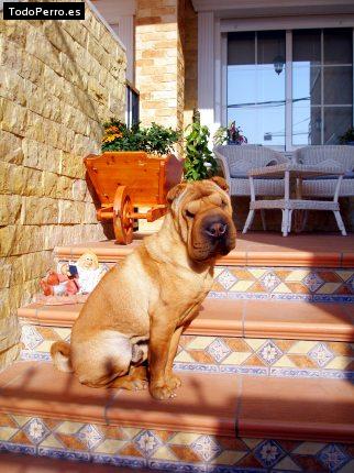 La foto del perro
